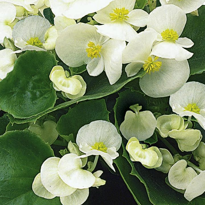B. ‘Ambassador White’